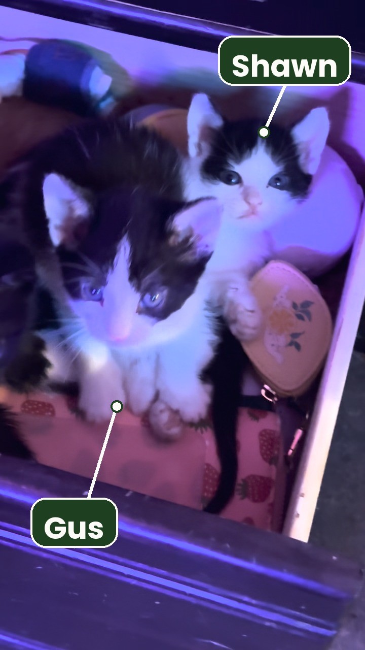 Two black-and-white kittens looking up from a drawer, labeled Gus in front and Shawn behind him.