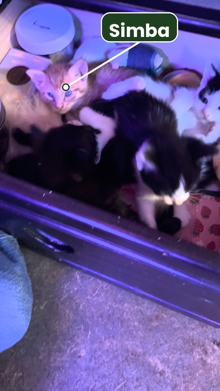 A ginger kitten with blue eyes in a drawer full of kittens, labeled Simba.